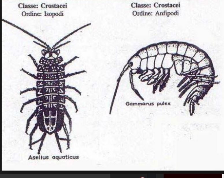 Collembola: Hypogastruridae o Poduridae